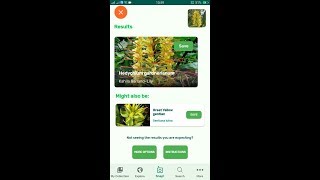 PlantSnap identifies a Kahila GarlandLily Hedychium gardnerianum [upl. by Eira150]