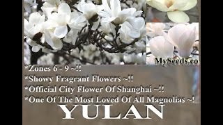 Yulan Magnolia Magnolia denudata Tree Seeds on wwwMySeedsCo [upl. by Esetal]