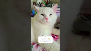 Cute Persian Cat Meow Video  Persian Cat  Cat Meows [upl. by Tullius]