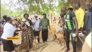 The state house pad project  Over 400 goats given out in Madi Okollo [upl. by Uttica]