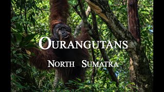 Best Wild Ourangutans trekking in Bukit Lawang North Sumatra Indonesia [upl. by Verla634]