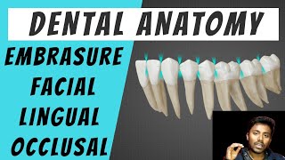 Embrasure  Basics of Dental Anatomy [upl. by Avram]