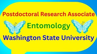 Postdoctoral Research Associate Entomology Washington State University [upl. by Launamme461]