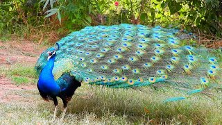 Peacock Bird The Indian Peafowl Most clear sounds 4k different videos amp Mor Peacock dance [upl. by Lynnea]