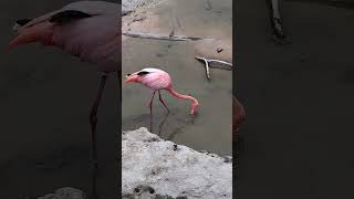 The Galapagos flamingo feeding Phoenicopterus ruber glyphorhynchus [upl. by Ycart]