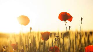 Remembrance Day Tribute  Slideshow [upl. by Olzsal]