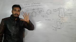 Megasporogenesis CBSE 12th BIOLOGY by Rahul sir [upl. by Memory848]