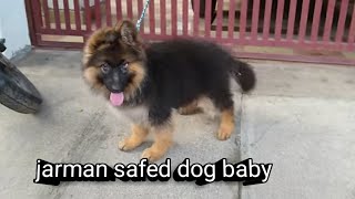 jarman safed dog baby dog doglover jarmansafeddog [upl. by Sitoiganap571]