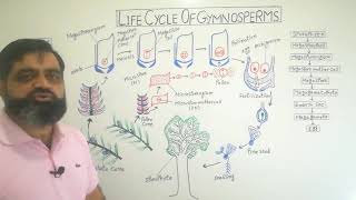 Life cycle of Gymnosperms Urdu Hindi medium profmasoodfuzail Reproduction in Gymnosperms [upl. by Lancelle]