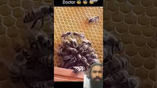 bee doctor bee animals nature cute amazing queenbee queen doctors bees shorts vloge [upl. by Hedwig]