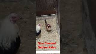 Giro ClementGallina Kelso [upl. by Buller336]