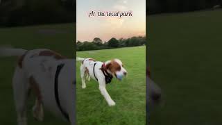 Why Are Dogs Obsessed With Chasing Balls [upl. by Randell165]