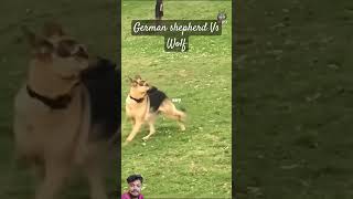 Can german shepherd defeat wolf wolfdog dog wolf germanshepherd wolfe dogglesshorts short [upl. by Dolley777]