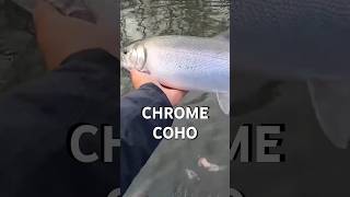 Chasing Chrome Coho [upl. by Ahseenat732]