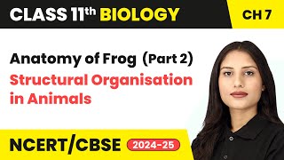 Anatomy of Frog Part 2  Structural Organisation in Animals  Class 11 Biology Ch 7  CBSE 202425 [upl. by Selda]