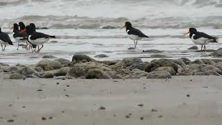 Oystercatchers at the Beach [upl. by Kovar]