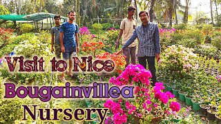 Visit to Nice Bougainvillea Nurseries Near Kolkata [upl. by Anselme512]