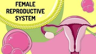 female reproductive system anatomy and physiology uterus ovaries [upl. by Lucine]