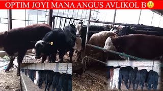 ANGUS AVLIKOL BUQALARI KOTTA PARTIYA K 😲🏃📞 998 95 107 20 94 [upl. by Aneehsit754]