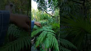 Australian Tree Ferns love cooler conditions palmtree [upl. by Eirehs897]