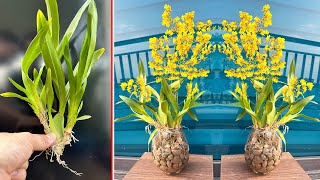 Growing Orchid Flower Oncidium yellow with RockWater Discover SUPER IDEA Amazing Office [upl. by Phaih]