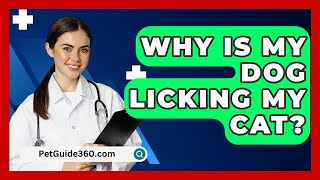 Why Is My Dog Licking My Cat  PetGuide360com [upl. by Dickens]