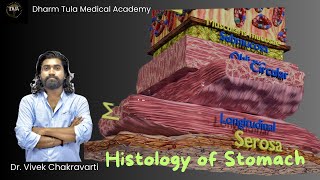 Histology Of Stomach  Histology  Stomach  Anatomy  Layers of Stomach [upl. by Zinn]