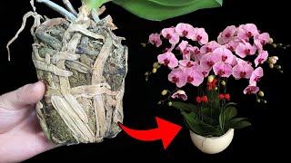 Very few people know how to repot an orchid after purchase with root rot [upl. by Nonnahsal118]