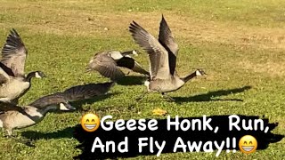 Canada Geese Honking amp Flying Off [upl. by Iolanthe]