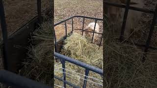 goats sheep lambs farmstead farming homestead animalshorts animals homesteading cute fun [upl. by Aiksas]