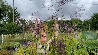 Tall Perennials to Give your Border some Height [upl. by Enedan]