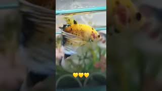 Yellow veiltail betta fish [upl. by Ehcor]