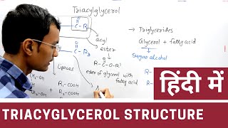 Structure of Triacylglycerol in Hindi [upl. by Ainot]