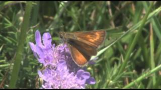 Lulworth skipper [upl. by Yeltnerb302]