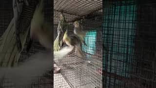 এই বছরের লাস্ট বাচ্চা ককাটেল এবং প্যাচলেশেরcocktiel birds new born baby patchless birds bird [upl. by Davey]