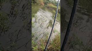 Frog Lure fishing fishingvideo zainfisher shorts [upl. by Nithsa]