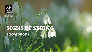 Signs of spring  snowdrops [upl. by Oicaroh265]