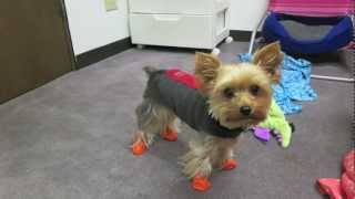 ollie wears pawz dog booties [upl. by Agle]