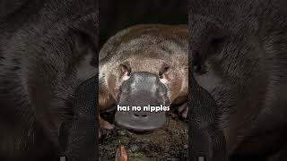 The DuckBilled Platypus shorts animalfacts [upl. by Parthena899]