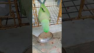 Katori andar rakhta hua Johny parrot talking parrot [upl. by Joselow15]