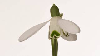 Snowdrop flower opening time lapse [upl. by Hedgcock121]