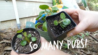 Pilea PeperomioidesChinese Money Plant UFO Plant Pancake Plant Propagation [upl. by Aihselef499]