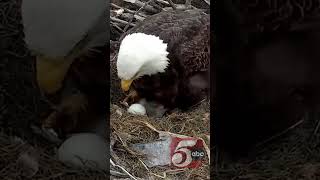 Eagle cam returns with new nest eagles [upl. by Aicre823]