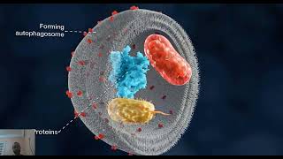 AUTOPHAGIE le mécanisme de lautophagie et sa régulation [upl. by Aramoix]