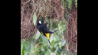 Nest building by a YellowRumped Cacique [upl. by Leggat]