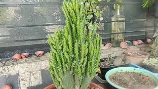 Opuntia monacantha complete information [upl. by Aihtibat]