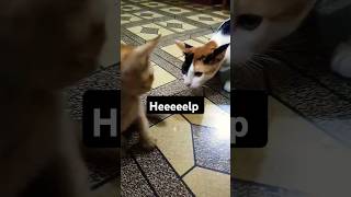 Game over😱 cat darlene funny memes shorts [upl. by Enidaj]