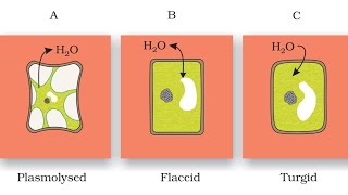 PlasmolysisEasily explainedHindi [upl. by Swetiana956]