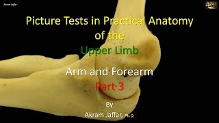 Picture tests in upper limb anatomy arm and forearm 3 [upl. by Ennirac]