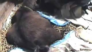 Amazing Pygmy Goat Triplet Birth [upl. by Rexfourd656]